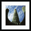 Saguaro Cactus by Anonymous