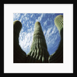 Saguaro Cactus by Anonymous