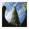 Saguaro Cactus by Anonymous