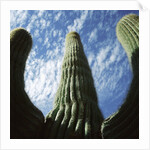 Saguaro Cactus by Anonymous