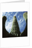 Saguaro Cactus by Anonymous