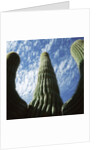 Saguaro Cactus by Anonymous