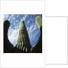 Saguaro Cactus by Anonymous