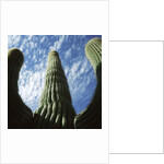 Saguaro Cactus by Anonymous