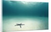 Blue Sea Star in Open Ocean by Anonymous
