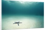 Blue Sea Star in Open Ocean by Anonymous