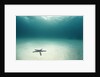 Blue Sea Star in Open Ocean by Anonymous