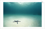 Blue Sea Star in Open Ocean by Anonymous