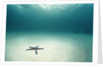 Blue Sea Star in Open Ocean by Anonymous