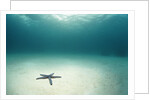 Blue Sea Star in Open Ocean by Anonymous