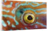 Eye of a Corkwing Wrasse by Anonymous