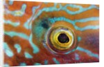 Eye of a Corkwing Wrasse by Anonymous