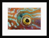 Eye of a Corkwing Wrasse by Anonymous
