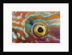 Eye of a Corkwing Wrasse by Anonymous