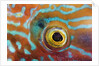 Eye of a Corkwing Wrasse by Anonymous