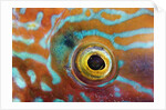 Eye of a Corkwing Wrasse by Anonymous