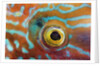 Eye of a Corkwing Wrasse by Anonymous