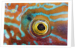 Eye of a Corkwing Wrasse by Anonymous