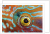 Eye of a Corkwing Wrasse by Anonymous