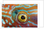 Eye of a Corkwing Wrasse by Anonymous