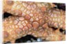 Spiny Starfish by Anonymous