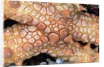 Spiny Starfish by Anonymous