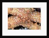 Spiny Starfish by Anonymous