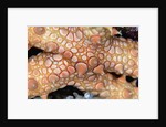 Spiny Starfish by Anonymous
