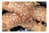 Spiny Starfish by Anonymous