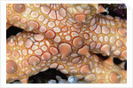Spiny Starfish by Anonymous
