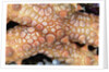 Spiny Starfish by Anonymous