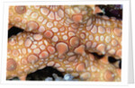 Spiny Starfish by Anonymous