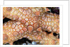 Spiny Starfish by Anonymous