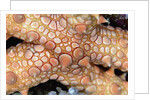 Spiny Starfish by Anonymous