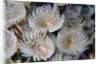 Magnificent Feather Duster Worms by Anonymous