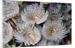 Magnificent Feather Duster Worms by Anonymous