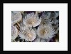 Magnificent Feather Duster Worms by Anonymous