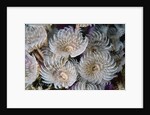 Magnificent Feather Duster Worms by Anonymous