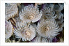 Magnificent Feather Duster Worms by Anonymous