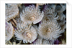 Magnificent Feather Duster Worms by Anonymous