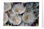 Magnificent Feather Duster Worms by Anonymous