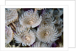 Magnificent Feather Duster Worms by Anonymous