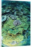 Elephant Ear Coral by Anonymous