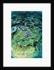 Elephant Ear Coral by Anonymous