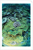 Elephant Ear Coral by Anonymous