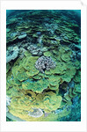 Elephant Ear Coral by Anonymous