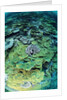 Elephant Ear Coral by Anonymous