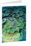 Elephant Ear Coral by Anonymous
