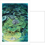 Elephant Ear Coral by Anonymous