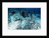 Olive Sea Snake by Anonymous